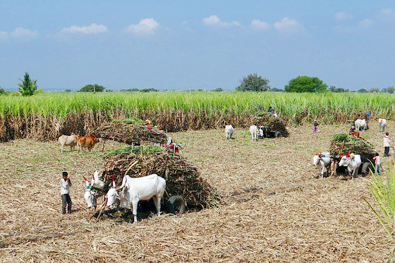 Cardamom farmers attracted towards mechanisation
